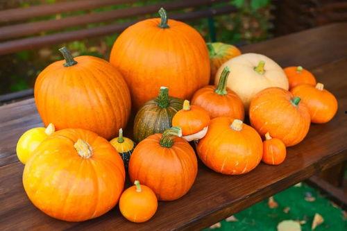 橙子爆料南瓜视频大全,南瓜视频大全，趣味横生，笑料不断！